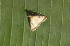 Triuncidia eupalusalis