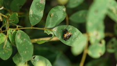 Sesiidae