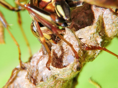 Mischocyttarus angulatus