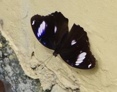Hypolimnas bolina