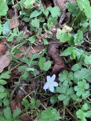 Ellisiophyllum pinnatum