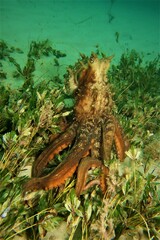 Macroctopus maorum