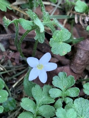 Ellisiophyllum pinnatum