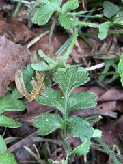 Ellisiophyllum pinnatum