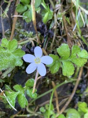 Ellisiophyllum pinnatum