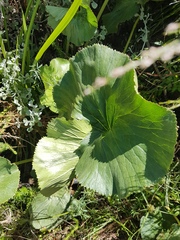 Gunnera perpensa