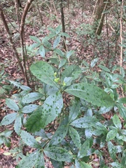 Sarcandra glabra