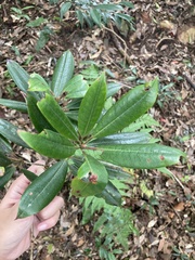 Quercus sessilifolia
