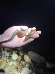 Opisthotropis lateralis