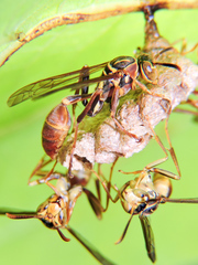 Mischocyttarus angulatus