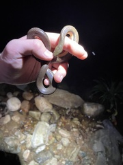 Opisthotropis lateralis