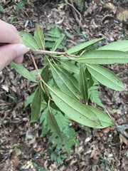 Quercus sessilifolia