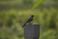 Pterorhinus perspicillatus