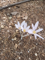 Colchicum hierosolymitanum