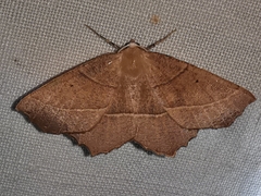 Gerinia honoraria