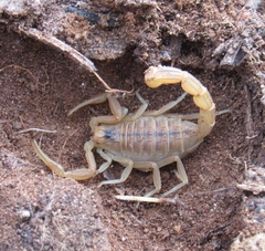 Buthus occitanus