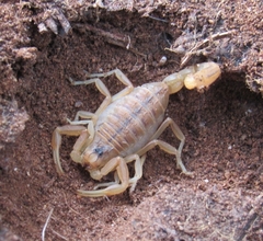 Buthus occitanus