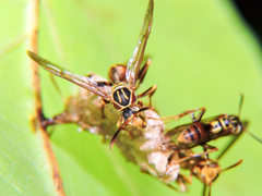 Mischocyttarus angulatus
