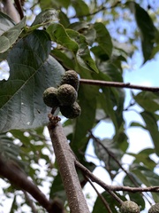 Alnus formosana
