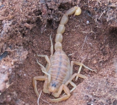 Buthus occitanus