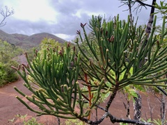 Dacrydium araucarioides