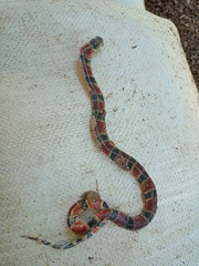 Micrurus nigrocinctus