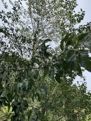 Alnus formosana