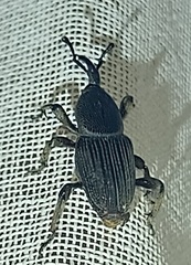 Cosmopolites sordidus