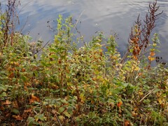 Lysimachia vulgaris