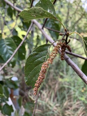Alnus formosana