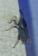 Cosmopolites sordidus