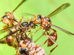 Mischocyttarus angulatus