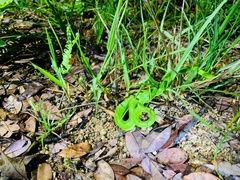 Trimeresurus albolabris
