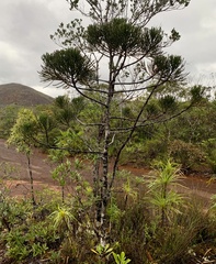 Dacrydium araucarioides