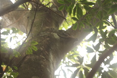 Tamiops maritimus formosanus