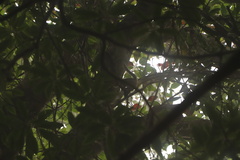 Tamiops maritimus formosanus