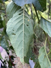 Alnus formosana