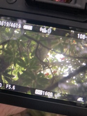 Tamiops maritimus formosanus