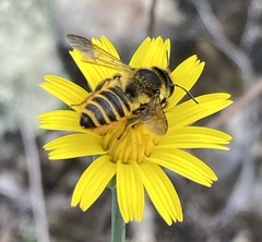 Megachile melanopyga