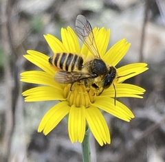Megachile melanopyga