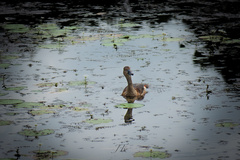 Dendrocygna javanica