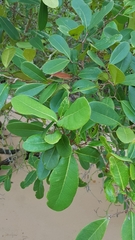 Xylocarpus granatum