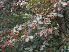 Scandosorbus intermedia