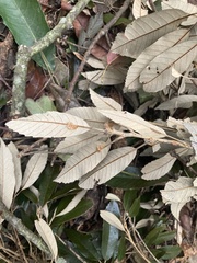 Quercus gilva