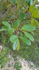 Xylocarpus granatum