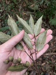 Castanopsis carlesii