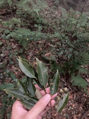 Castanopsis carlesii