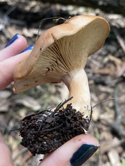 Rhodocybe piperita