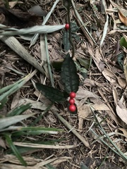 Ardisia violacea