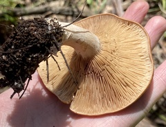 Rhodocybe piperita